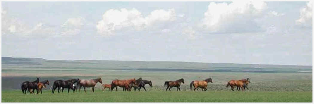 Horses for sale.