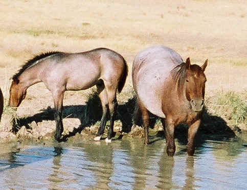 Click to see the good big photos of this mare.